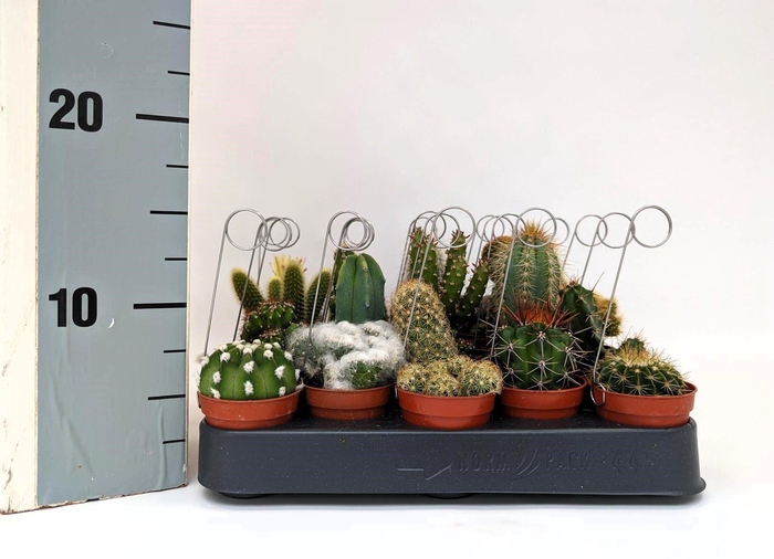 <h4>CACTUS GEM</h4>