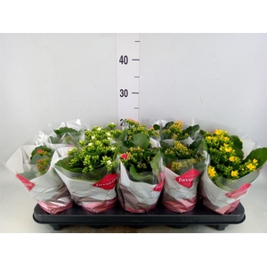 Kalanchoe blos.   ..mix 6