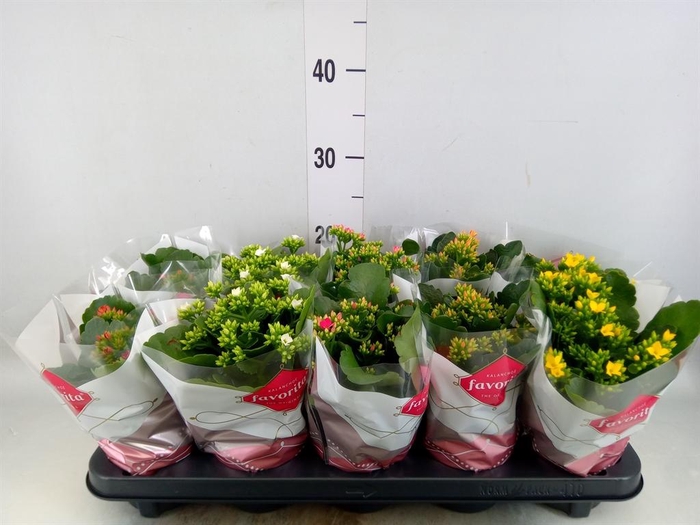 <h4>Kalanchoe blos.   ..mix 6</h4>