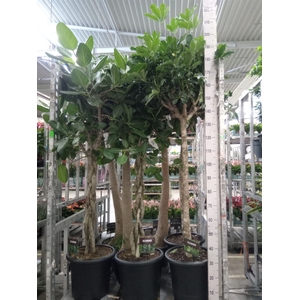 Schefflera arbor. 'Compacta'
