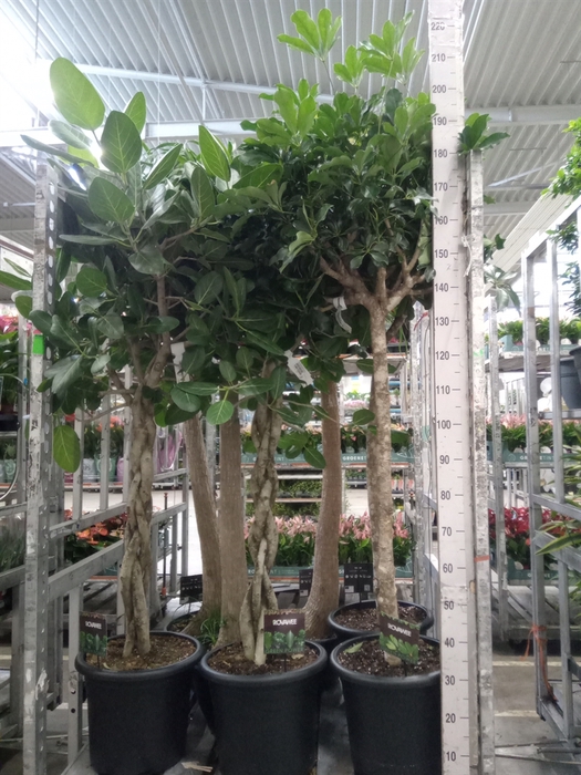 <h4>Schefflera arbor. 'Compacta'</h4>
