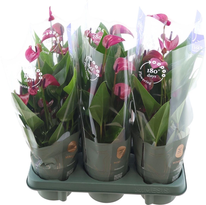 <h4>Anthu An Purple</h4>