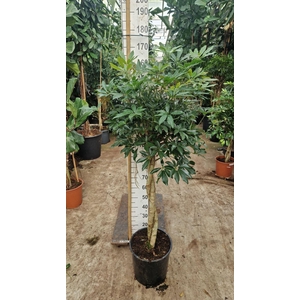 Schefflera Compacta