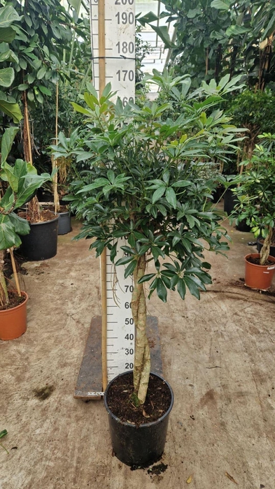 <h4>Schefflera Compacta</h4>