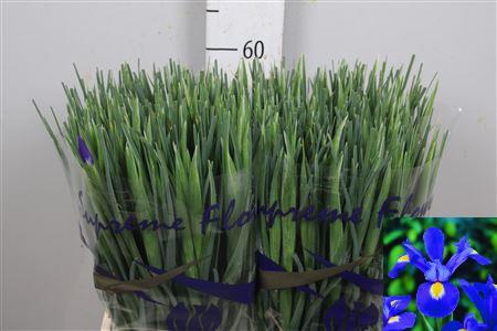 <h4>Iris Prof Blaauw</h4>