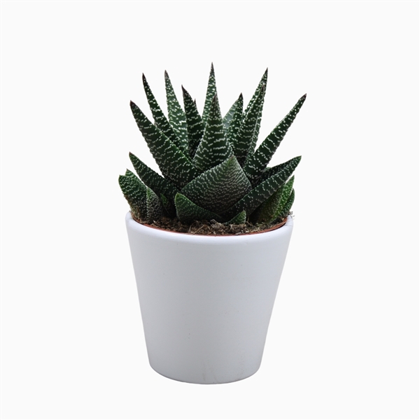 <h4>Gasworthia 8,5 cm in witte pot</h4>