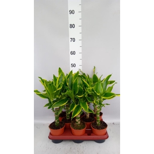 Dracaena frag. 'Golden Coast'