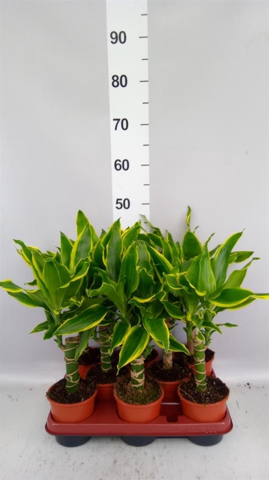 <h4>Dracaena frag. 'Golden Coast'</h4>