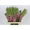 Antirrhinum Potomac Early Pink