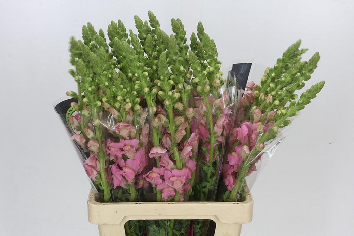 <h4>Antirrhinum Potomac Early Pink</h4>