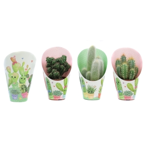 Cactus mix 8,5 cm in love potcover