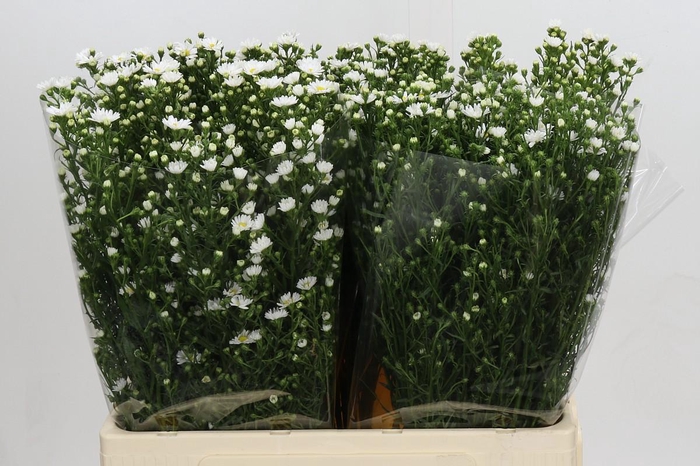 <h4>Aster Paquita</h4>