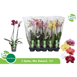 PHAL GEM
