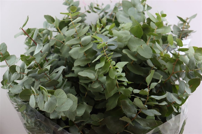 <h4>Euca Cinerea 200gr P Bunch</h4>