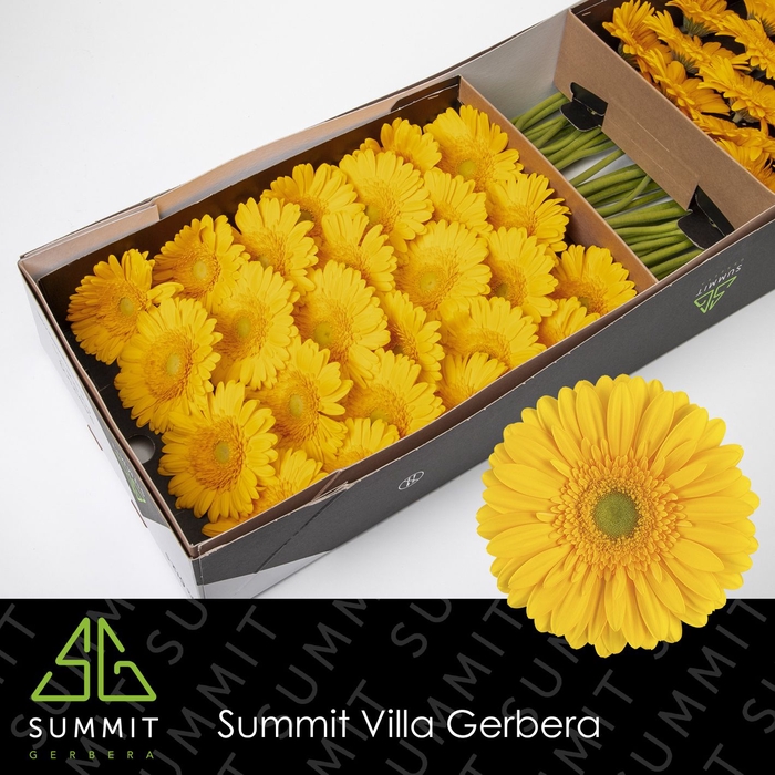 <h4>Gerbera Submarine Doos</h4>