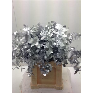EUCALYPTUS CINEREA DYED SILVER