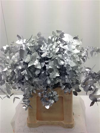 <h4>EUCALYPTUS CINEREA DYED SILVER</h4>