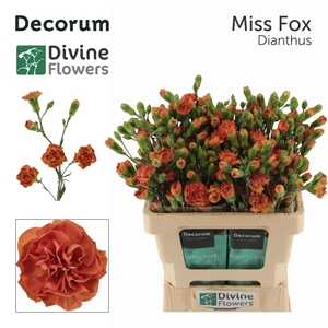 Dianthus tr Miss Fox