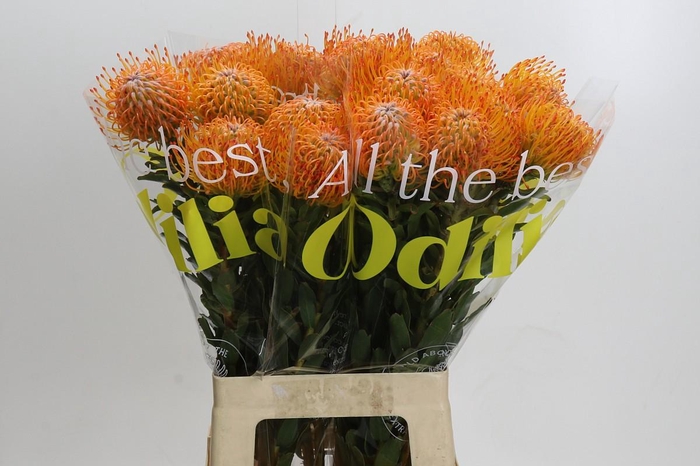 <h4>Nutans Ayoba Sun</h4>