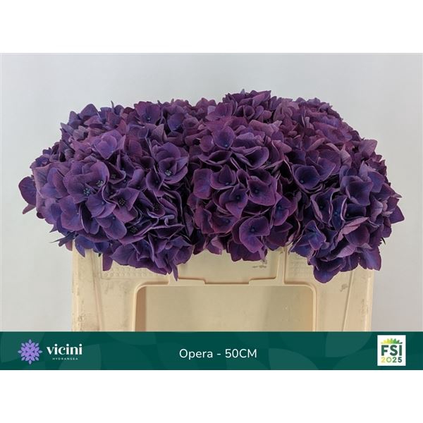 <h4>HYDRANGEA  'ROYAL OPERA'</h4>