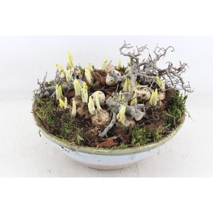 arr4 Narcis MB - Ker. sky schaal L 338/2