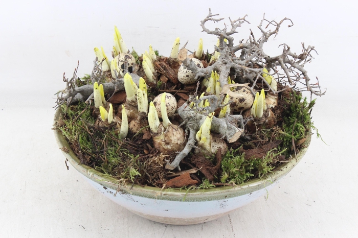 <h4>arr4 Narcis MB - Ker. sky schaal L 338/2</h4>