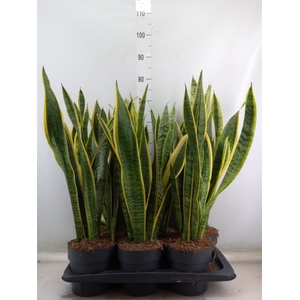 Sansevieria trifa. 'Laurentii'