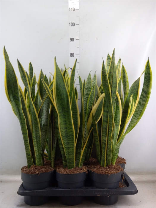 <h4>Sansevieria trifa. 'Laurentii'</h4>