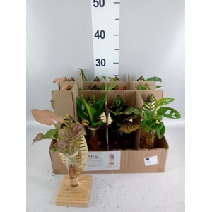 Planten  ..mix