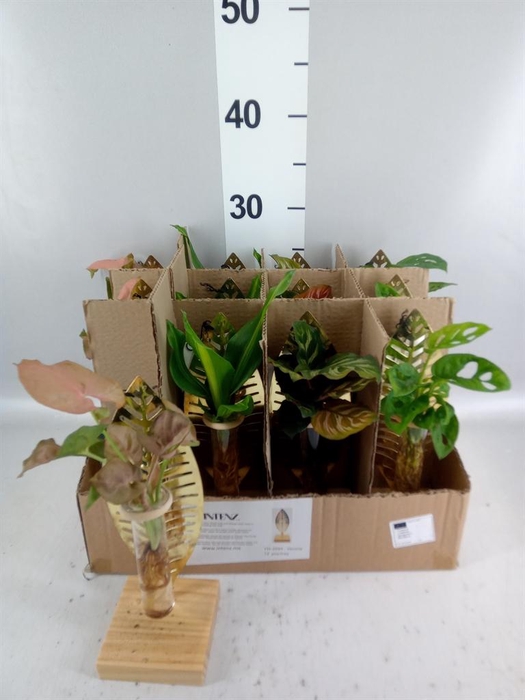 <h4>Planten  ..mix</h4>