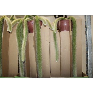 CACTUS RABO DE MACACO C18 PENDENTE