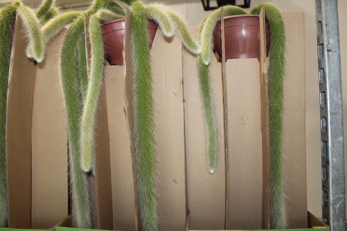 <h4>CACTUS RABO DE MACACO C18 PENDENTE</h4>