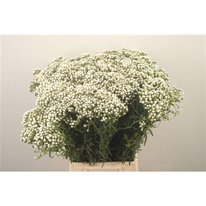 Ixodia Fresh Per Stem