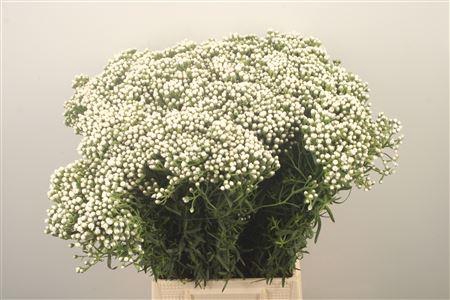 <h4>Ixodia Fresh Per Stem</h4>