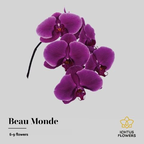<h4>Phalaenopsis Beau Monde 7-9</h4>