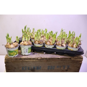 Narcis O Tete A Tete