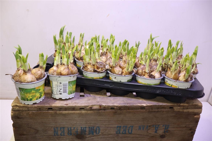 <h4>Narcis O Tete A Tete</h4>