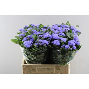 Ager H Blue Horizon