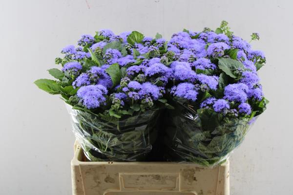 <h4>Ager H Blue Horizon</h4>