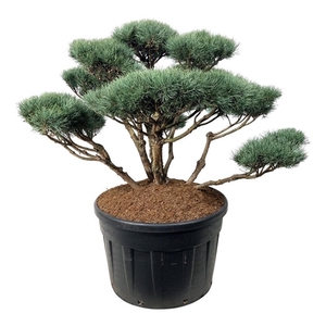 Pinus sylv. 'Watereri'