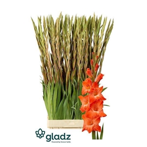 GLADIOLUS GR 'LIVE OAK'