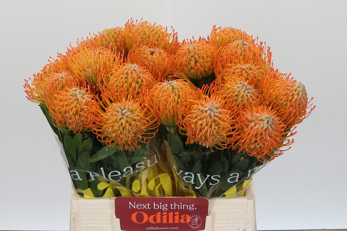 Nutans Ayoba Sun