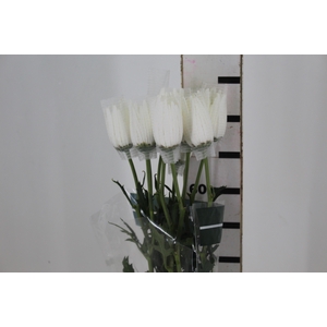 ANASTASIA HERRERA 080 CM BRANCO