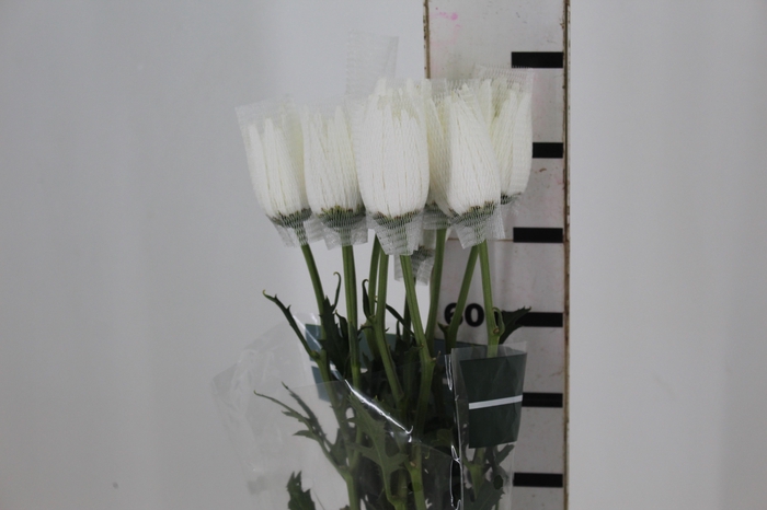 <h4>ANASTASIA HERRERA 080 CM BRANCO</h4>