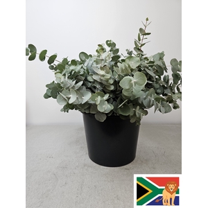 EUC CINEREA PB SUPER