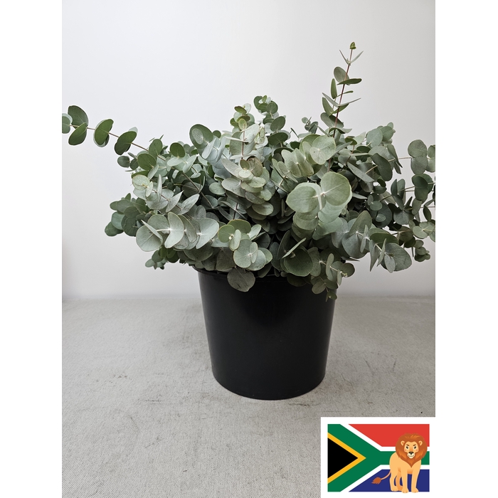 <h4>EUC CINEREA PB SUPER</h4>