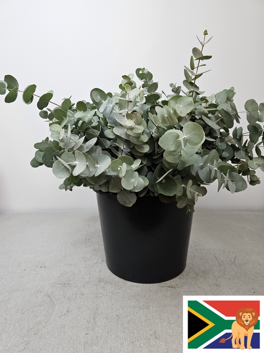 EUC CINEREA PB SUPER