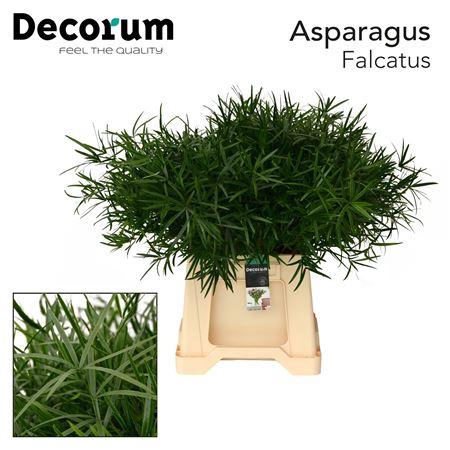 <h4>ASP FALCATUS</h4>