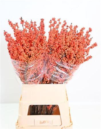 <h4>Ilex Ve Winter Gold</h4>