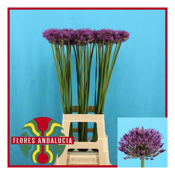 <h4>ALLIUM GLADIATOR</h4>